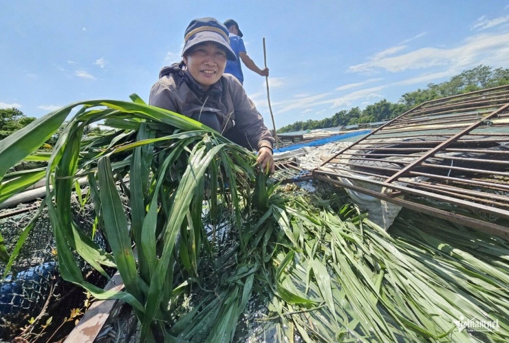 Hải Sâm