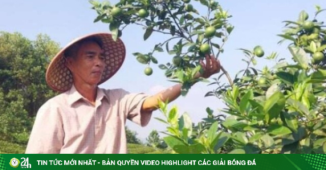 Trồng chanh giống gì mà trái quá trời, một nông dân xã Thác Bà, tỉnh Lào Cai giàu hẳn lên (địa phận Yên Bái cũ)