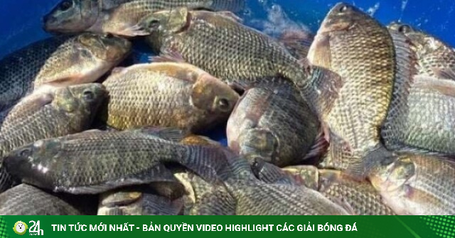 Một loài cá rẻ tiền ở Việt Nam được Brazil, Mỹ chi hàng chục triệu USD mua, Nhật Bản chế biến sushi và sashimi