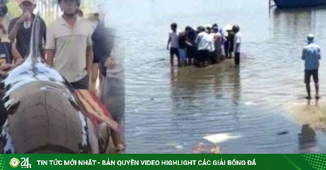 Một con cá heo dài 2,6m, nặng gần 300 kg trôi dạt vào vùng biển Quảng Ngãi
