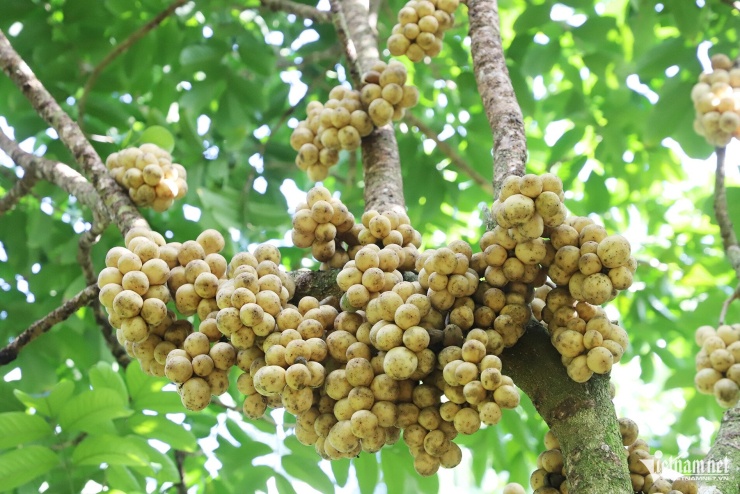 Chùm bòn bon chín vàng đẹp mắt