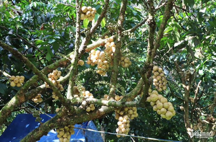Những chùm bòn bon Thái cơm vàng, hạt lép chín vàng, sai trĩu trên thân cây