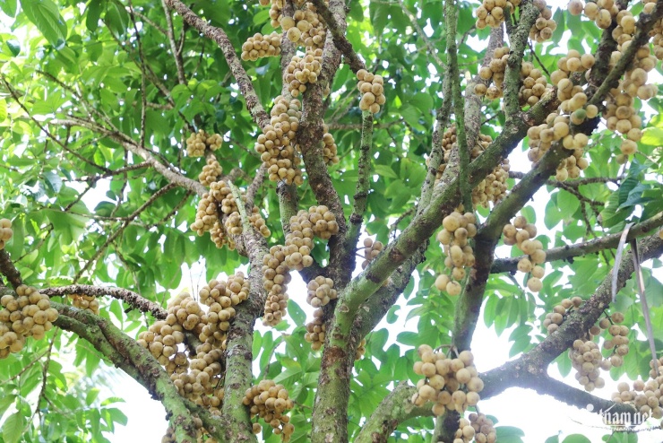 Thân cây bòn bon lớn phủ kín những chùm quả vàng óng vào mùa thu hoạch