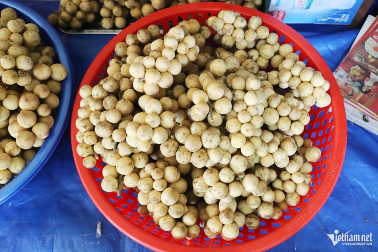 Hiện bòn bon được bán tại vườn với giá khoảng 70.000 đồng/kg