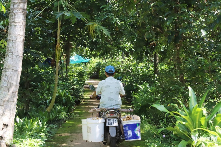 Bòn bon được vận chuyển vào nhà để lựa, phân loại