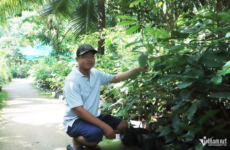 Ngoài bán trái thương phẩm, vườn còn cung cấp cây giống bòn bon Thái cho nhà vườn trong và ngoài tỉnh