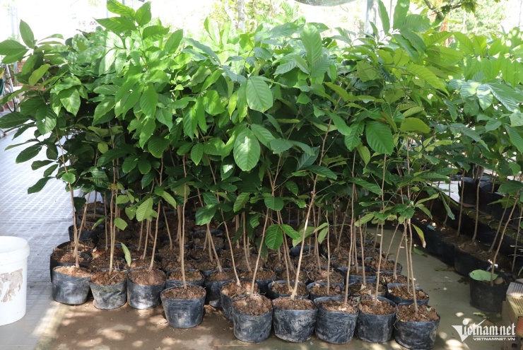 Số cây giống anh Khâm chuẩn bị giao cho khách