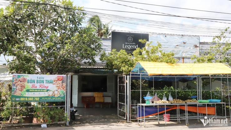 Vườn bòn bon Thái mở cửa miễn phí để người dân đến tham quan, chụp ảnh trong mùa trái chín 