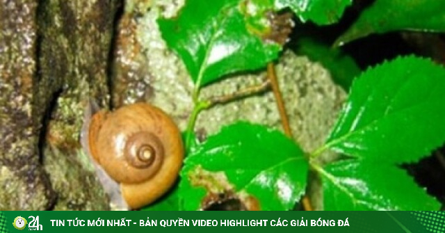 Con đặc sản chỉ “ngủ” trong khe đá, thương lái "khát hàng"