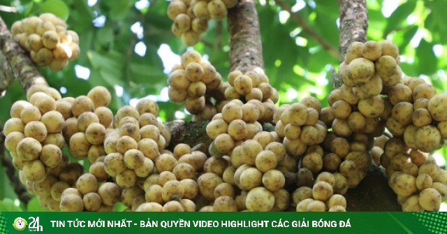 Vườn bòn bon Thái ở miền Tây sai trĩu quả, thu 50 tấn mỗi vụ vẫn không đủ bán