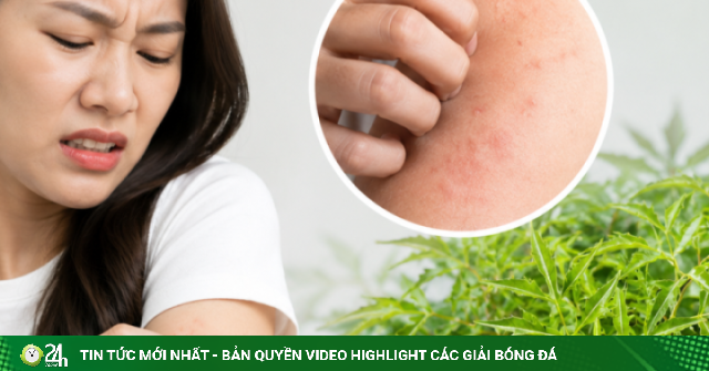 4 sai lầm khi dùng lá đinh lăng có thể gây hại cho sức khỏe