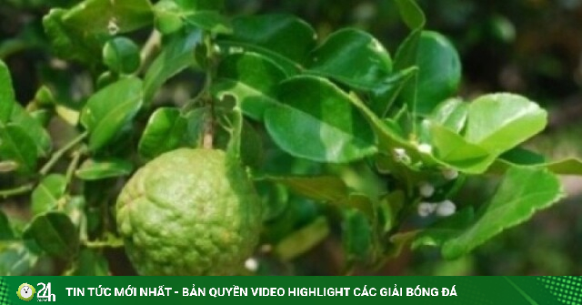 Cây chúc bảy núi An Giang: Từ cây dại thành cây trồng mang lại thu nhập cao