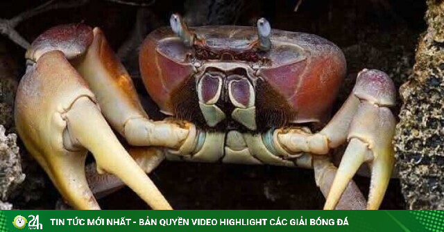 Loài cua cạn được cho là to nhất Việt Nam, bò như xe tăng chỉ sống và đào hang ở một hòn đảo của TP.HCM