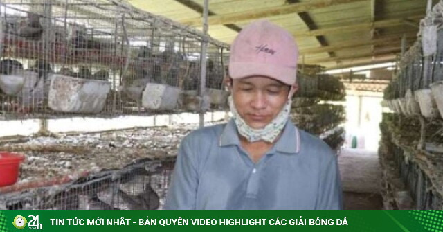 Nuôi loài chim “mắn đẻ”, ông nông dân Đà Nẵng tự trả lương 10 triệu đồng/tháng