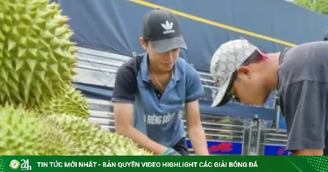 Quy định mới về cấp mã số vùng trồng sầu riêng