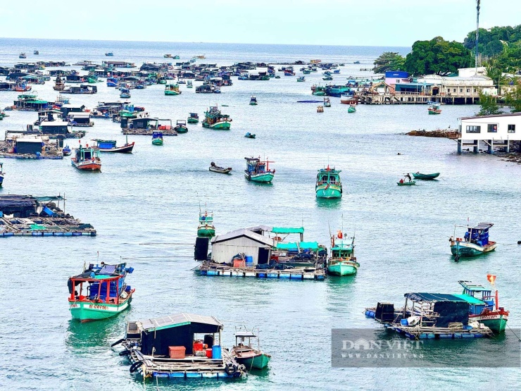 Hồng Cẩm
