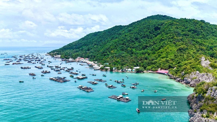 Hồng Cẩm