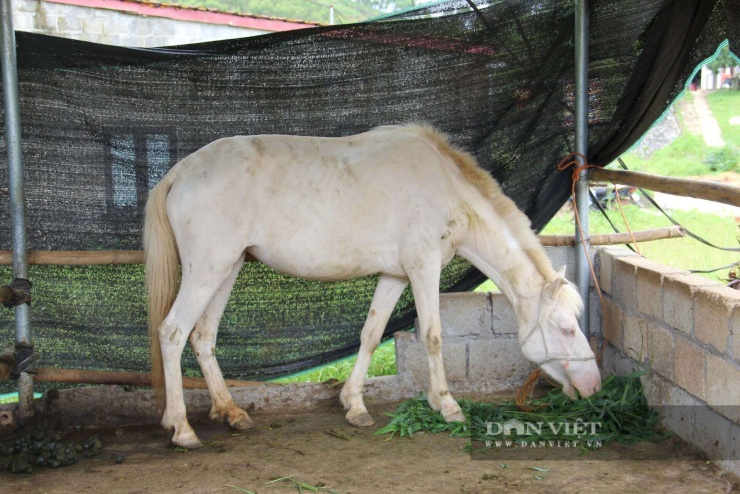 Hoàng Tính