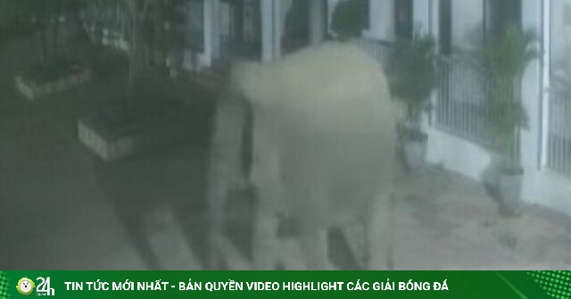 Voi rừng đi vào khu vực trường học Huổi Một ở Sơn La