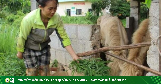 Con đặc sản to nặng cả tạ này chỉ nhai cỏ, ăn lá, ở một xã của Lạng Sơn, dân nuôi thành công, khấm khá lên hẳn