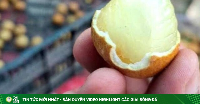 Giữa lúc nhãn vào vụ khó bán, loại nhãn này lại có giá cao kỷ lục, nhà vườn ở địa phận Vũng Tàu cũ thắng lớn