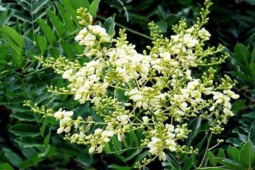 Hoè hoa là nụ hoa chưa nở của cây hoè, được sử dụng trong nhiều bài thuốc y học cổ truyền với công năng lương huyết, chỉ huyết và thanh can. (Ảnh minh họa)