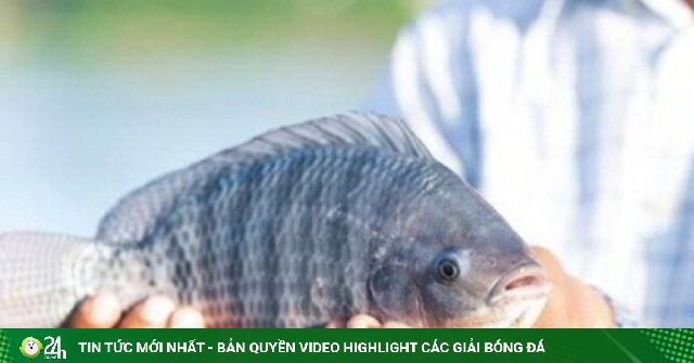Loại cá bình dân được ví như “gà nước” của người Việt bất ngờ hút khách Nhật
