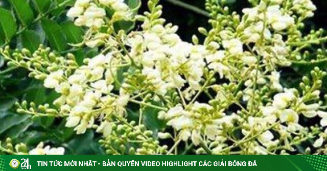 Loại nụ hoa quen thuộc chứa rutin tốt cho mạch máu, bác sĩ lưu ý không nên dùng theo 'truyền miệng'