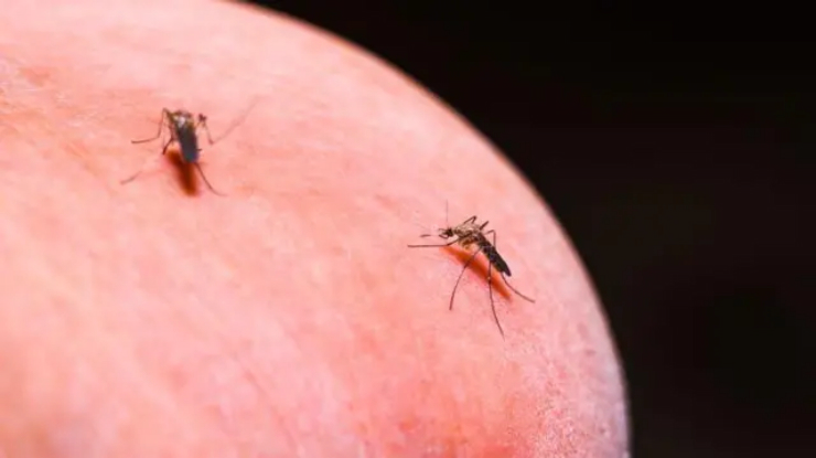 Giải mã vì sao muỗi thường "hát" bên tai của con người.