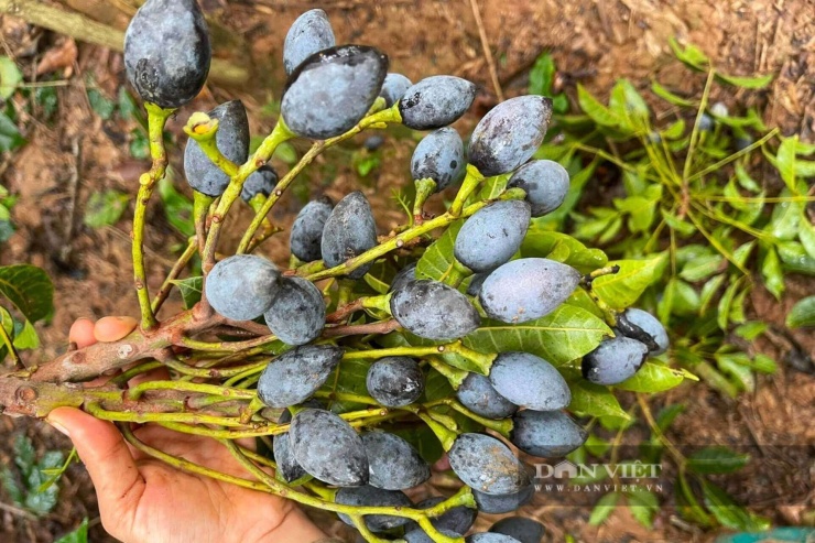 Trám đen Sơn La có cùi dày, sau khi om cho vị bùi, béo và thơm, được thương lái thu mua với giá từ 150.000 - 200.000 đồng/kg. Ảnh: Trường Sơn.