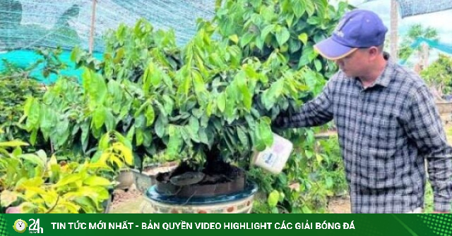 Bỏ việc ở phố phường, anh này lên đường về quê trồng hoàng mai Huế, nay thành nhà giàu nông thôn