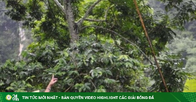 Loại quả rừng đen bóng giúp người dân Sơn La "hái ra tiền", hễ bữa cơm nào có là cả nhà ăn ngon hơn hẳn