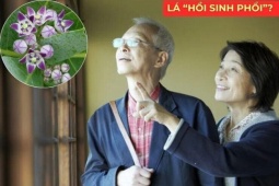 Tin tức sức khỏe - Ai có người nhà bị đàm, ho, khó thở lâu năm nhất định nên biết loại lá này
