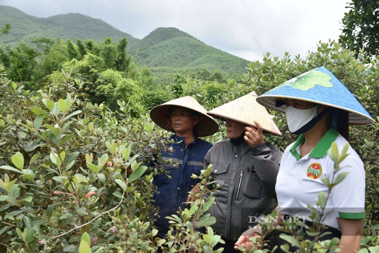 Bùi My