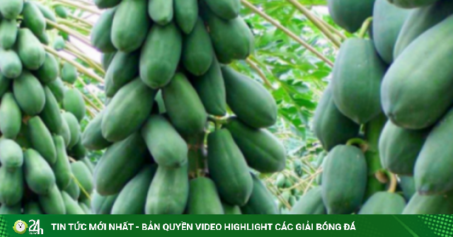 Muốn gia đạo hưng thịnh, trồng ngay loại cây này trước nhà, quả càng nhiều lộc càng to