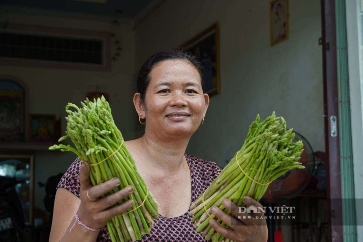 Trong 1 tháng, người dân có thể đạt thu nhập từ 15 triệu đồng/1.000m2 trồng măng tây. Ảnh: H.X