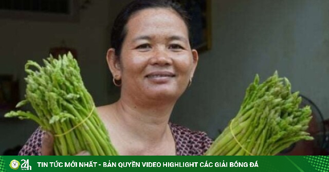 Dân ven biển Cần Thơ (địa phận Sóc Trăng cũ) thử trồng "rau vua" này, nay xuất khẩu được luôn