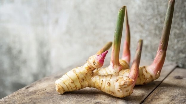 Củ riềng có tính ấm, vào hai kinh tỳ và vị, giúp ôn trung tán hàn (làm ấm bụng, trừ lạnh). (Ảnh: VTC News)