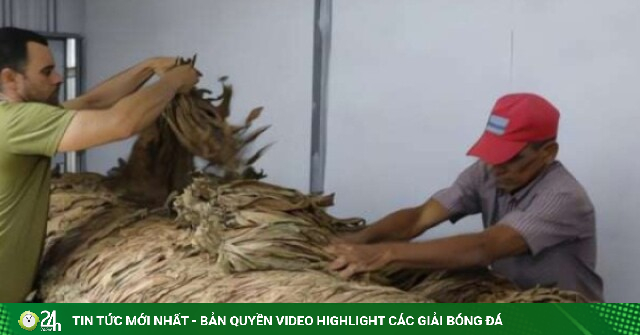 Bên trong trang trại kiểu mẫu, chế biến thứ nông sản nổi tiếng khắp toàn cầu của Cuba có gì?