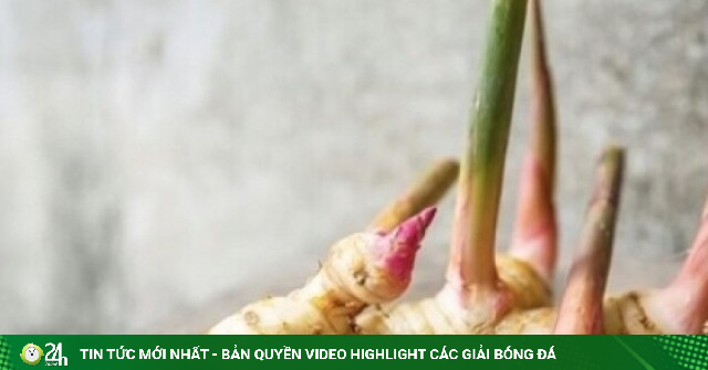 Vị thuốc ngừa ung thư, tốt cho xương khớp và não bộ, bán rẻ bèo đầy chợ Việt