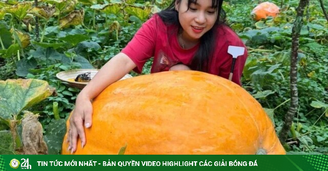 Vườn bí ngô khổng lồ có quả nặng tới 126 kg ở Quảng Ninh