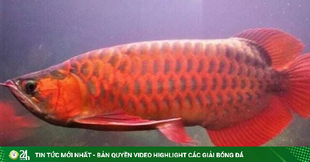 Quy định mới về giá bồi thường cây trồng và vật nuôi tại TP.HCM, có loài cá được bồi thường 10 triệu đồng một con
