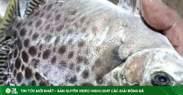 Con cá da màu vàng nhạt là đặc sản của Cà Mau, đang được xây dựng thương hiệu bằng cách nào?