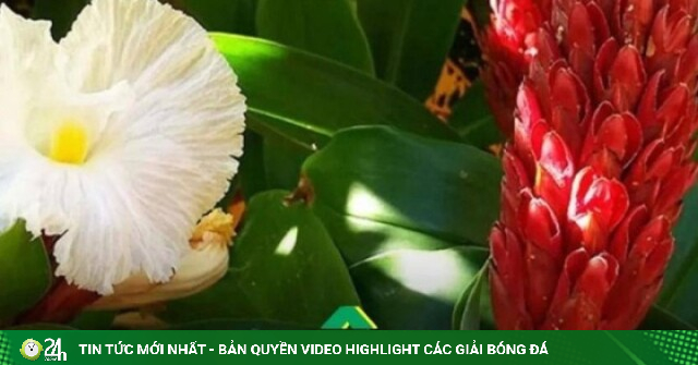 Cây dại ven suối có vị ngọt mát, là vị thuốc quen thuộc cho người tiểu đường