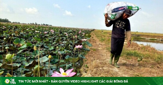 Trồng thứ cây bán tất tần tật từ củ tới lá, nông dân Vũng Tàu cũ, nay TPHCM thu hơn 200 triệu/năm từ khu ruộng xấu