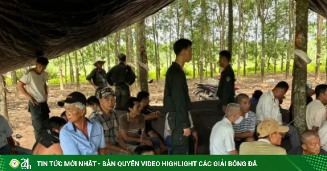 Hai vợ chồng điều hành sới gà quy mô lớn trong rẫy cao su