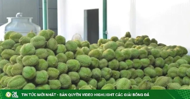 Tin vui với sầu riêng