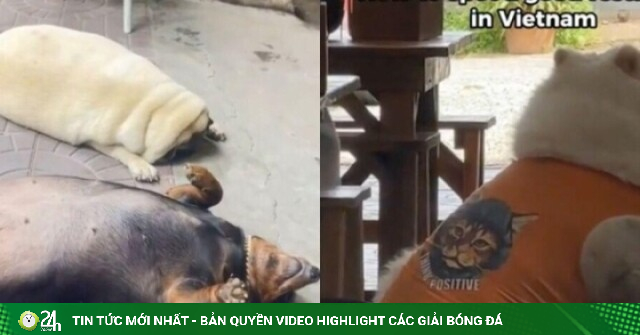 Khách Tây mách nhau bí quyết chọn quán ngon ở Việt Nam: Chó béo ngủ gật ở cửa