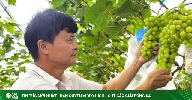 “Ông trùm” từng thu tiền tỷ từ quả cam đặc sản, nay trồng vườn nho sữa cho chùm quả to đùng, ai cũng bất ngờ