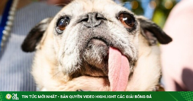 'Nhan sắc' của chú chó xấu nhất thế giới